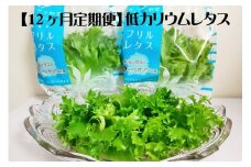 【定期便】低カリウムレタス（毎月12ヶ月お届け）　【07208-0093】