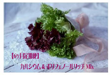 【定期便】カルシウム&ポリフェノールリッチレタスMix（毎月6ヶ月お届け）　【07208-0094】