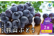 《2025年9月初旬以降発送》羽山のぶどうおまかせ 2房（1.4kg） ブドウ ぶどう 葡萄 フルーツ 果物 人気 ランキング おすすめ ギフト 故郷 ふるさと 納税 福島 ふくしま 二本松市 送料無料【羽山果樹組合】