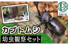 【 2026年発送分 先行予約 】 カブトムシ 幼虫 観察セット 2026年4月から発送開始 自由研究 昆虫 成虫 生体 虫 飼育 夏休み 自然 環境 学習 子供 孫 プレゼント 贈答 福島県 田村市 福島 田村 ムシムシランド