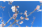 杏の花　自然の中で育ったふたつめの恵み