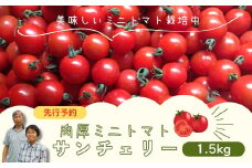 【 先行予約 】 ミニトマト サンチェリー 1.5kg 7月発送 トマト とまと プチトマト 新鮮 野菜 農家直送 1キロ おすすめ ギフト 贈答 プレゼント 福島県 田村市 田村 よしのや農園