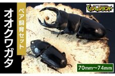【先行予約】 オオクワガタペア 飼育 セット 70mm～74mm 2025年5月以降発送 クワガタ 自由研究 昆虫 成虫 生体 虫 飼育 夏休み 観察 自然 環境 学習 子供 孫 プレゼント 贈答 人気 福島県 田村市 田村 ふくしま たむら ムシムシランド