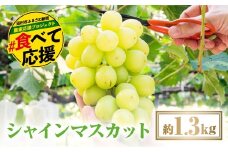 ＼期間限定価格／ 【 先行予約 10月より順次発送 】 シャインマスカット 1.3kg 冷蔵 種無し 種なし ぶどう 品種 果物 甘い 巨峰 美味しい 希少 人気 ランキング おすすめ イチオシ 福島県 田村市 ふくしま 福島 鈴木農園