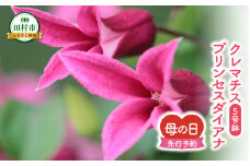 ＼先行受付 令和7年5月11日の母の日お届け：5月7日(水) 決済完了分まで！／  クレマチス 「 プリンセスダイアナ 」 5号鉢 ラッピング付き 母の日直前にお届け 2025年 お母さんへの心を込めた贈り物 長持ち 鉢植え フラワーセット プレゼント 送料無料 故郷納税 福島県 田村市 フローラハシモト