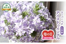 ＼先行受付 令和7年5月11日の母の日お届け：5月7日(水) 決済完了分まで！／  スーパーベナ  「 アイストゥインクル 」 5号鉢 ラッピング付き 母の日直前にお届け 2025年 お母さんへの心を込めた贈り物 長持ち 鉢植え フラワーセット プレゼント 送料無料 10000円 １万円 故郷納税 福島県 田村市 フローラハシモト