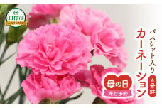＼先行受付 令和7年5月11日の母の日お届け：5月7日(水) 決済完了分まで！／  カーネーション  2種「 4号鉢 バスケット 入り 」  母の日直前にお届け 2025年 お母さんへの心を込めた贈り物 長持ち 鉢植え フラワーセット プレゼント 送料無料 故郷納税 福島県 田村市 フローラハシモト
