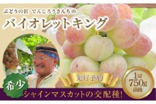 【 先行予約 2025年発送 】＼ バイオレットキング 約750g／ 1房  冷蔵 高級 種無し 種なし シャインマスカット ブドウ ぶどう 品種 果物 フルーツ 甘い 巨峰 美味しい 希少 人気 ランキング おすすめ 福島県 福島 ふくしま 田村市  鈴木農園 でんじろうさん 