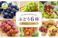 【先行予約 2025年発送】＼ぶどう６種食べくらべ定期便／ 6回発送 冷蔵 高級 種無し 種なし シャインマスカット ブドウ ぶどう 品種 果物 フルーツ 巨峰 美味しい 希少 人気 福島県 田村市 鈴木農園