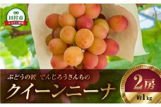 【 先行予約 2025年発送 】 クイーンニーナ 1kg 2房 冷蔵 高級 種無し 種なし ブドウ ぶどう シャインマスカット 巨峰 品種 果物 家庭用 甘さ 大粒 美味しい 食べ方 ランキング おすすめ 福島県 田村市 福島 ふくしま 鈴木農園 でんじろうさん
