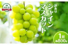 【 訳あり 】 シャインマスカット 1房 約800g 数量限定 冷蔵 10月発送 種無し 種なし 家庭用 ブドウ ぶどう 品種 果物 甘い 巨峰 美味しい 希少 人気 ランキング おすすめ 福島県 田村市 井堀利男