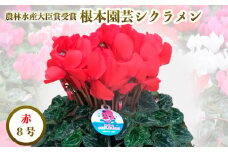 【先行予約】根本園芸 シクラメン レッド ガーデンシクラメン 【8号】農林水産大臣賞受賞【1000302】