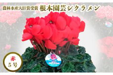 【先行予約】根本園芸 レッド ガーデンシクラメン 【5号】 農林水産大臣賞受賞【1000101】