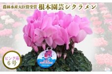 【先行予約】 シクラメン ピンク系 6号鉢 | 花 お花 ガーデンシクラメン レッド 赤 花ギフト フラワーギフト 鉢花 鉢植え ギフト プレゼント 贈答 農林水産大臣賞受賞 根本園芸