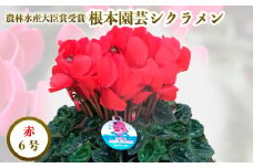 【先行予約】根本園芸 レッド ガーデンシクラメン 【6号】 農林水産大臣賞受賞【1000201】