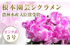 【先行予約】根本園芸 ピンク系   フリンジ  ガーデンシクラメン 【5号】 農林水産大臣賞受賞【1000601】