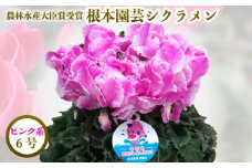 【先行予約】 シクラメン ピンク系フリンジ 6号 ｜ 数量限定 産地直送 花 フラワー 鉢花 鉢植え ギフト プレゼント 贈答用 贈り物 誕生日 記念日 自宅用 お祝い 母の日 父の日 ガーデンシクラメン 農林水産大臣賞受賞 根本園芸 福島県 南相馬市 【1000701】