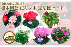 【先行予約】【花ギフト定期便】根本園芸 花ギフト(12〜5月 毎月 お届け)定期便セット 定期便 お届け 12月/シクラメン 1月/マーガレット 2月/ラナンキュラス 3月/ラックス　4月/クレマチス　5月/あじさい 農林水産大臣賞受賞【1000901】