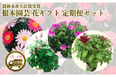【先行予約】【花ギフト定期便】 根本園芸 新年 花ギフト（1〜4月毎月お届け）定期便セット 定期便 お届け 1月/マーガレット 2月/ラナンキュラス 3月/ラックス 4月/クレマチス 農林水産大臣賞受賞【1001001】