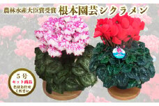 【先行予約】【色 おまかせセット】 根本園芸 シクラメン 5号 2鉢　花ギフト 農林水産大臣賞受賞【1001101】