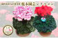 【先行予約】シクラメン 色おまかせセット 5号×2鉢 | 花 お花 ギフト フラワーギフト 根本園芸