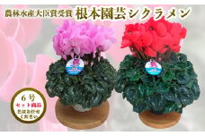 【先行予約】 シクラメン 6号 2鉢 色おまかせセット ｜ 数量限定 セット 産地直送 花 フラワー お楽しみ 鉢花 鉢植え ギフト プレゼント 贈答用 贈り物 誕生日 記念日 自宅用 お祝い 母の日 父の日 農林水産大臣賞受賞 根本園芸 福島県 南相馬市 【1001201】