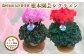 【先行予約】シクラメン 色おまかせセット 6号×2鉢 | 花 お花 ギフト フラワーギフト 根本園芸