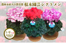【先行予約】根本園芸シクラメン【5号】1鉢 鉢花 鉢植え 色おまかせ ガーデンシクラメン 花 ギフト 農林水産大臣賞受賞【1001301】