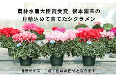 【先行予約】根本園芸シクラメン【6号】1鉢 鉢花 鉢植え 色おまかせ ガーデンシクラメン 花 ギフト 農林水産大臣賞受賞【1001401】