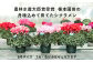 【先行予約】シクラメン 色おまかせ 6号鉢 | 花 お花 ギフト フラワーギフト 根本園芸