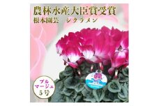 【先行予約】根本園芸 シクラメン 【5号】 鉢花 鉢植え ﾌﾟﾙﾏｰｼﾞｭ　ガーデンシクラメン 花 ギフト 農林水産大臣賞受賞【1002001】