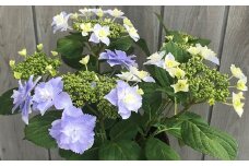 【先行予約】 アジサイ あじさい 紫陽花 ブレスレット（ブルー系）5号鉢 農林水産大臣賞受賞 母の日 根本園芸 【10026】