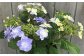 【先行予約】根本園芸 アジサイ  鉢花 鉢植え ブレスレット（ブルー系）5号鉢 ギフト 農林水産大臣賞受賞 母の日【10026】