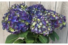 【先行予約】アジサイ あじさい 紫陽花 ラグーン（ブルー系）5号鉢 農林水産大臣賞受賞 母の日 根本園芸 【10028】
