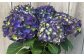 【先行予約】アジサイ ラグーン (ブルー系) 5号鉢 | あじさい 紫陽花 ブルー 青系 花 お花 花ギフト フラワーギフト