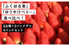 【数量限定】伊賀いちご園のレギュラーパック4P（280g/パック×4パック） - イチゴ ストロベリー strawberry  ふくはる香 ゆうやけベリー【1800701】