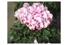 根本園芸 シクラメンイルミナ 【5号】 (先行予約）鉢植え イルミナ ガーデンシクラメン 花 ギフト 農林水産大臣賞受賞【1003401】