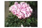 根本園芸 シクラメンイルミナ 【5号】 (先行予約）鉢植え イルミナ ガーデンシクラメン 花 ギフト 農林水産大臣賞受賞