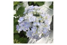 【先行予約】アジサイ あじさい 紫陽花 鉢花 鉢植え 空海（ブルー系） 花 ギフト 農林水産大臣賞受賞 母の日 根本園芸 【10035】
