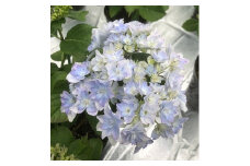 【先行予約】アジサイ あじさい 紫陽花 鉢花 鉢植え 空海（ブルー系） 花 ギフト 農林水産大臣賞受賞 母の日 根本園芸 【10035】
