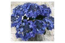【先行予約】 アジサイ あじさい 紫陽花  鉢花 鉢植え サニーデイズ（ブルー系絞り） 花 ギフト 農林水産大臣賞受賞 母の日 根本園芸 【10036】