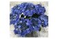 【先行予約】 アジサイ サニーデイズ (ブルー系絞り) 5号鉢 | 花 お花 あじさい 紫陽花 ブルー 青 絞り 5号