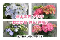 アジサイ あじさい 紫陽花 おまかせ 鉢花 鉢植え  花 ギフト 農林水産大臣賞受賞 根本園芸【10038】