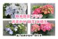 アジサイ おまかせ 鉢花 鉢植え  花 ギフト 農林水産大臣賞受賞 母の日【10038】