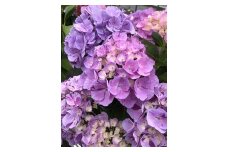 【先行予約】根本園芸 アジサイ  鉢花 鉢植え スプラッシュ（ピンク系） 花 ギフト 農林水産大臣賞受賞 母の日【10037】