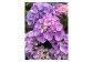 アジサイ  鉢花 鉢植え スプラッシュ（ピンク系） 花 ギフト 農林水産大臣賞受賞 母の日【10037】