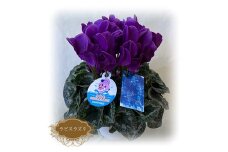 【先行予約】シクラメン 5号 ブルー 1鉢 ｜ 鉢植え 鉢花 プレゼント 花 フラワー ギフト 贈答用 贈り物 ラピスラズリ ブルーシクラメン 園芸 ガーデニング 母の日 父の日 農林水産大臣賞受賞 南相馬 福島 根本園芸 【1003901】