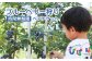 ブルーベリーパーク ぴぽぱ ペアチケット ｜ ブルーベリー 狩り 2名 体験 入園券 無料券 夏季限定 