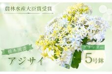 【先行予約】アジサイ グリッター 5号鉢 | 花 お花 あじさい 紫陽花 ホワイト 白 5号 花ギフト フラワーギフト 鉢花 鉢植え ギフト プレゼント 贈答 農林水産大臣賞受賞 根本園芸