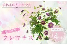 【先行予約】クレマチス テッセン 5号鉢 | 花 お花 レッド 赤 5号 花ギフト フラワーギフト 鉢花 鉢植え ギフト プレゼント 贈答 農林水産大臣賞受賞 根本園芸